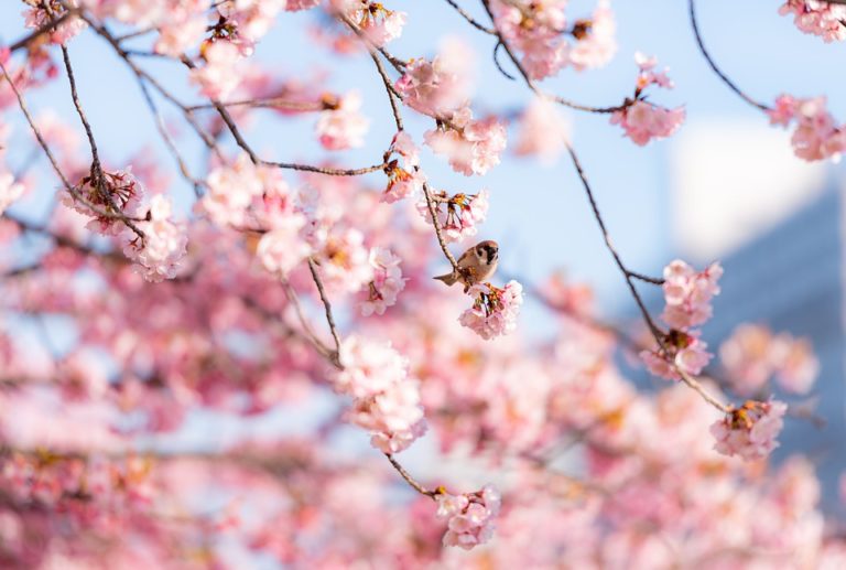 cherry-blossom