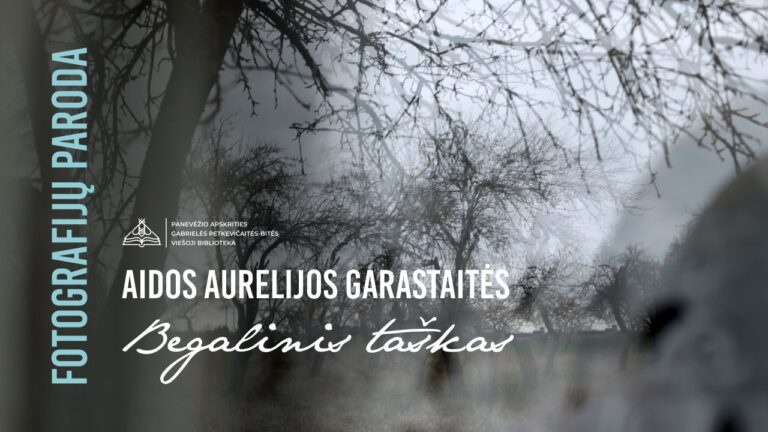 Juodai balta plikų medžių šakų ir jų siluetų fotografija