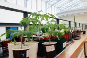 Ant ilgos pakylos išdėlioti augalų daigai po stikliniu bibliotekos stogu